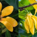 일랑일랑 이미지