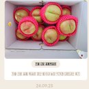 신비농장 | 가을 신비 설홍 복숭아 경산 팔수네 농장 직거래 내돈내산 후기