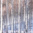 자작나무 숲 이미지