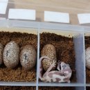 게코라운지