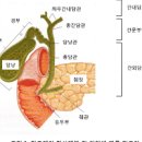 담관암 증상 및 원인과 치료 방법 : 담도암 이미지