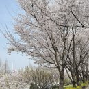 낙동강변 | 부산 벚꽃 명소 끝판왕 🌸 낙동강변 30리 벚꽃길 다녀온 후기