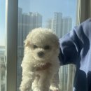 꼬리살랑 | 양산 강아지분양후기 미니비숑 살랑이
