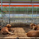 부자한우농장 이미지