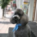 초코퍼피 애견미용실 이미지