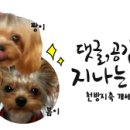 늘푸른무침회식당 이미지