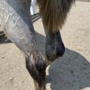 한얼목장 이미지