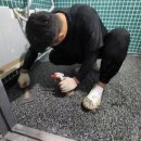 악쓰는하마 이미지