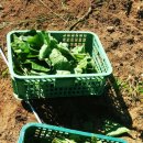 임해농장 이미지