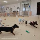 멍린이집 이미지