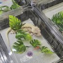 쇼미더펫 | 대전 파충류 박람회 일정 렙타일페어 방문 후기