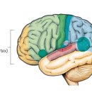 마음과 뇌-전전두엽의 기능 이미지