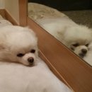 투투 동물병원 이미지