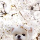 댕이요 펫택시 네이버블로그