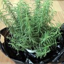 로즈마리 화원 이미지