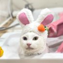 부산고양이미용&호텔 무냥무냥 대연점 이미지