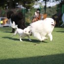 할리우독 네이버블로그