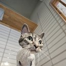 김냐옹 미용실 이미지