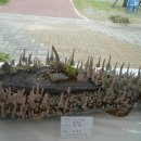 경희야생화