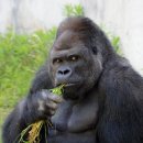 고릴라 이미지