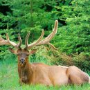 우리사슴목장 이미지