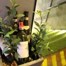 와인주막차차 압구정점 이미지