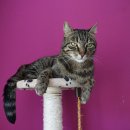 강북동물병원 이미지