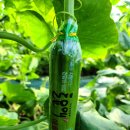 주현농장 이미지