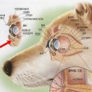 아틀라스동물의료센터 이미지