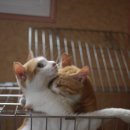 둥이 이미지