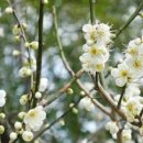 봄꽃힐링투어 이미지