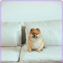 기계동물병원 이미지