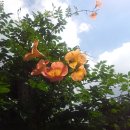 부용농장 이미지