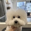 밤스(BAM'S) 강아지 미용실 이미지