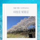 행정08 | 대전 대청호 벚꽃길 벚꽃길드라이브 벚꽃축제 4월 개화 방문후기