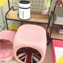 강아지미용실 이미지