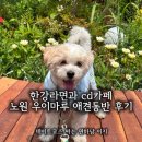 노원 애견동반 카페 우이천 뷰를 보며 음악, 도서관이 있는 노원우이마루 내돈내산 후기!