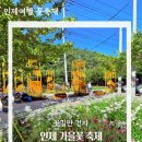 국화애견하우스 | 꽃길만 걷자고? 인제가을꽃축제 2025 리뷰 및 축제장 정보 총정리