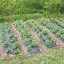 일우목장 이미지