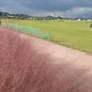 국립나주박물관 | 나주 핑크뮬리 보기 좋은 곳 | 국립나주박물관 풍경 후기