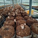 고성 탑 글램핑 농원 이미지