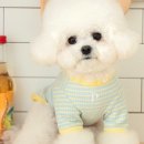강아지멋내기