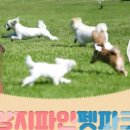 펫파크 - 서구 가정로 112 | 펫파크