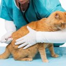 신탄진동물병원 이미지