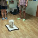 재키애견 이미지