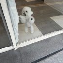 콩스몽스 이미지