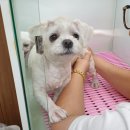 김해 해피몽 김해강아지분양 고양이분양 | 김해 해피몽에서 복순쓰베베 말티즈 교배하고 왔어요