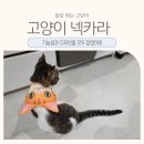 꾸미드림디자인(주) | 강아지 고양이 넥카라 추천 가볍고 통기성 좋은데 귀엽기까지 드림베이스 신제품 후기