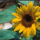 연진사주타로 이미지