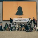 강아지 숲 이미지